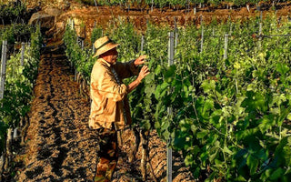 Viñedos Emilio Rojo: La esencia del Ribeiro en Galicia
