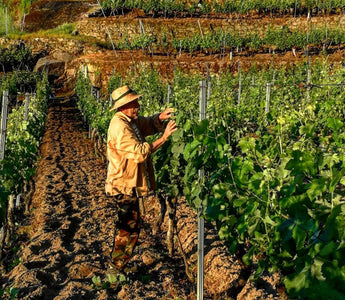 Viñedos Emilio Rojo: La esencia del Ribeiro en Galicia