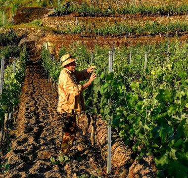 Viñedos Emilio Rojo: La esencia del Ribeiro en Galicia