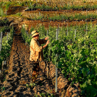 Viñedos Emilio Rojo: La esencia del Ribeiro en Galicia