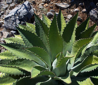 mezcal